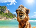 Just a camel enjoying a hot Summers day-Happy Camel Royalty Free Stock Photo