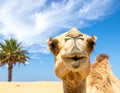 Just a camel enjoying a hot Summers day-Happy Camel Royalty Free Stock Photo
