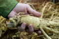 fresh ginseng root on the hand Royalty Free Stock Photo