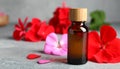 Bottle of geranium essential oil and beautiful flowers on light grey textured table Royalty Free Stock Photo