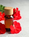 Bottle of geranium essential oil and beautiful flowers on light grey textured table Royalty Free Stock Photo
