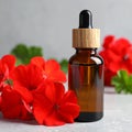 Bottle of geranium essential oil and beautiful flowers on light grey textured table Royalty Free Stock Photo