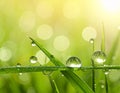 Water drops on grass blade against blurred background, closeup Royalty Free Stock Photo