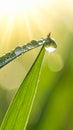 Water drops on grass blade against blurred background, closeup Royalty Free Stock Photo