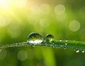 Water drops on grass blade against blurred background, closeup Royalty Free Stock Photo