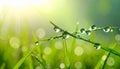 Water drops on grass blade against blurred background, closeup Royalty Free Stock Photo