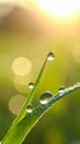 Water drops on grass blade against blurred background, closeup Royalty Free Stock Photo