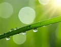 Water drops on grass blade against blurred background, closeup Royalty Free Stock Photo