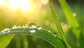 Water drops on grass blade against blurred background, closeup Royalty Free Stock Photo