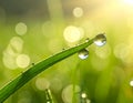 Water drops on grass blade against blurred background, closeup Royalty Free Stock Photo