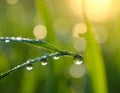 Water drops on grass blade against blurred background, closeup Royalty Free Stock Photo