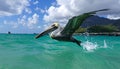 Pelican in Flight Over Turquoise Waters Royalty Free Stock Photo