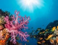 Vibrant Underwater Coral Reef with Tropical Fish Royalty Free Stock Photo