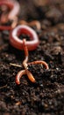 Worms in wet soil, closeup. Terrestrial invertebrates Royalty Free Stock Photo