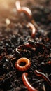 Worms in wet soil, closeup. Terrestrial invertebrates Royalty Free Stock Photo