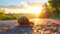 Big snail in shell crawling on road, summer day. Slug close up Royalty Free Stock Photo