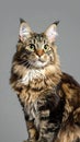 Portrait of a domestic long hair cat on a grey background. Royalty Free Stock Photo