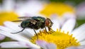 a fly sits on a flower Royalty Free Stock Photo