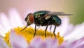 a fly sits on a flower Royalty Free Stock Photo