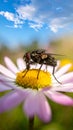 a fly sits on a flower Royalty Free Stock Photo
