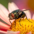 a fly sits on a flower Royalty Free Stock Photo