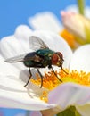 a fly sits on a flower Royalty Free Stock Photo