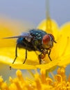a fly sits on a flower Royalty Free Stock Photo