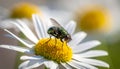 a fly sits on a flower Royalty Free Stock Photo