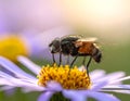 a fly sits on a flower Royalty Free Stock Photo