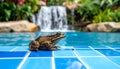 Frog toad perched on blue glass tile by rock waterfall pool. Royalty Free Stock Photo