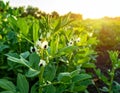 Broad Bean Plant with Blossoms in Field Royalty Free Stock Photo