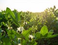 Broad Bean Plant with Blossoms in Field Royalty Free Stock Photo