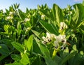 Broad Bean Plant with Blossoms in Field Royalty Free Stock Photo