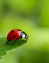 Ladybug on green leaf against blurred background, macro view. Space for text 5 Royalty Free Stock Photo