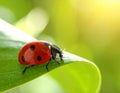 Ladybug on green leaf against blurred background, macro view. Space for text 5 Royalty Free Stock Photo