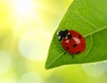 Ladybug on green leaf against blurred background, macro view. Space for text 5 Royalty Free Stock Photo