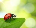 Ladybug on green leaf against blurred background, macro view. Space for text 5 Royalty Free Stock Photo