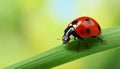 Ladybug on green leaf against blurred background, macro view. Space for text 5 Royalty Free Stock Photo
