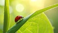 Ladybug on green leaf against blurred background, macro view. Space for text 5 Royalty Free Stock Photo
