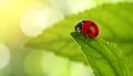 Ladybug on green leaf against blurred background, macro view. Space for text 5 Royalty Free Stock Photo