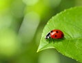 Ladybug on green leaf against blurred background, macro view. Space for text 5 Royalty Free Stock Photo