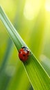Ladybug on green leaf against blurred background, macro view. Space for text 5 Royalty Free Stock Photo