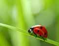 Ladybug on green leaf against blurred background, macro view. Space for text 5 Royalty Free Stock Photo