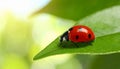 Ladybug on green leaf against blurred background, macro view. Space for text 5 Royalty Free Stock Photo