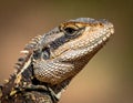 Lizard Portrait Royalty Free Stock Photo