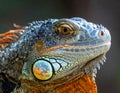 Lizard Portrait Royalty Free Stock Photo