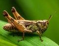 Beautiful Grasshopper macro in green nature Royalty Free Stock Photo