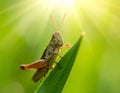 Beautiful Grasshopper macro in green nature Royalty Free Stock Photo