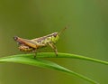Beautiful Grasshopper macro in green nature Royalty Free Stock Photo