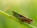 Beautiful Grasshopper macro in green nature Royalty Free Stock Photo